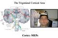Trigeminal Cortical Area - C-MEPs.jpg